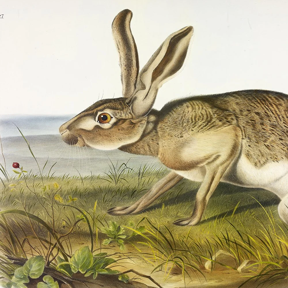 Brown or Norway Rat - Plate 54 — Audubon Art Prints